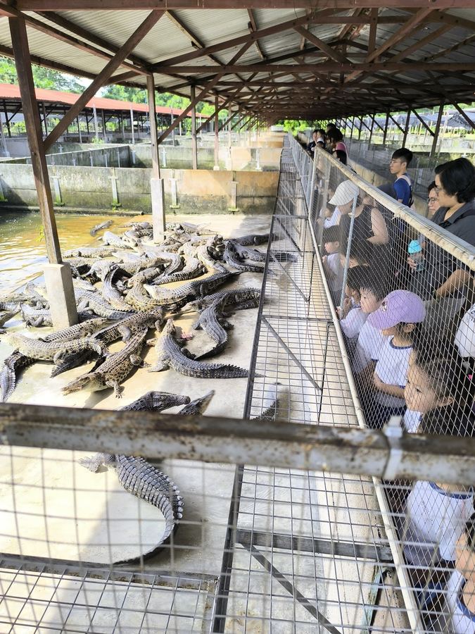 Children watching crocodiles up close at Long Kuan Hung Crocodile Farm