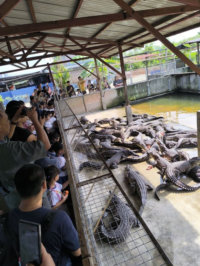 School children watching crocodile feeding at the farm