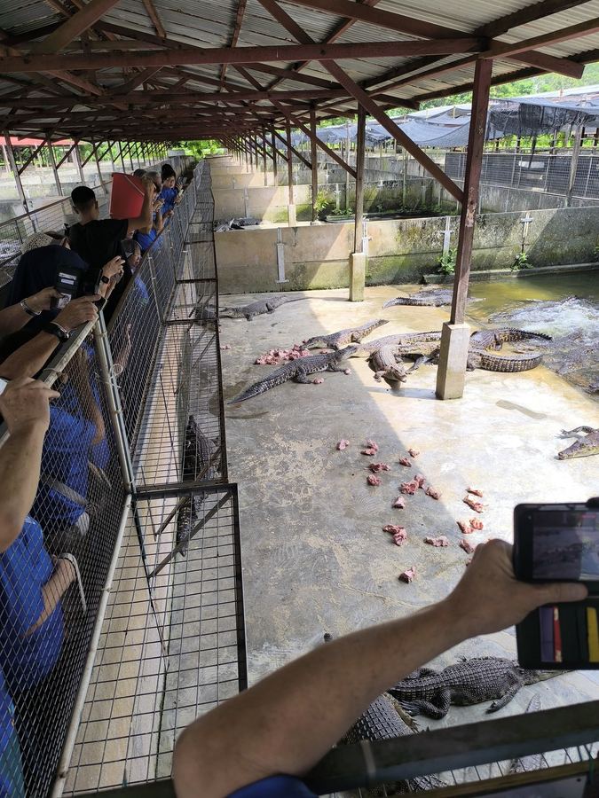 Seniors watching crocodile feeding demonstration at the farm